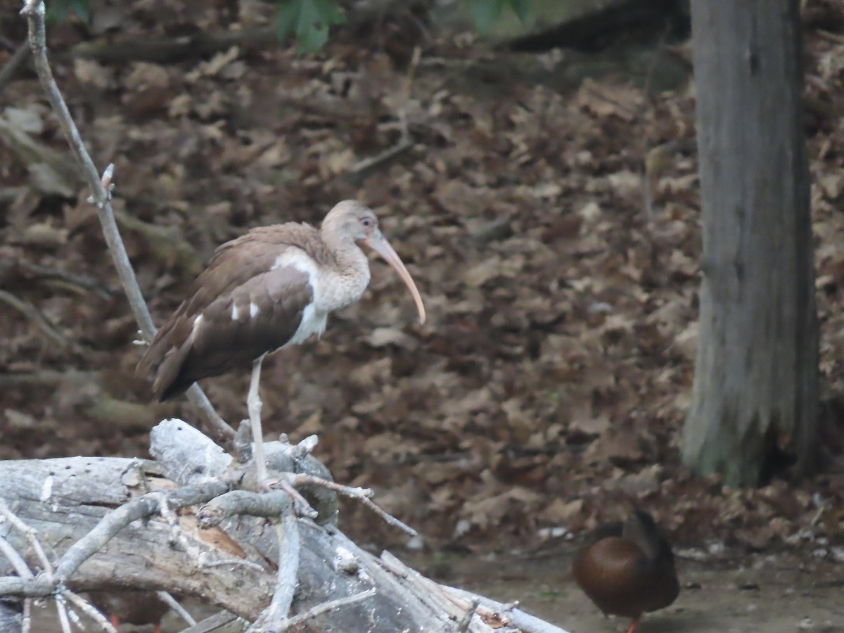 White Ibis - ML639793600