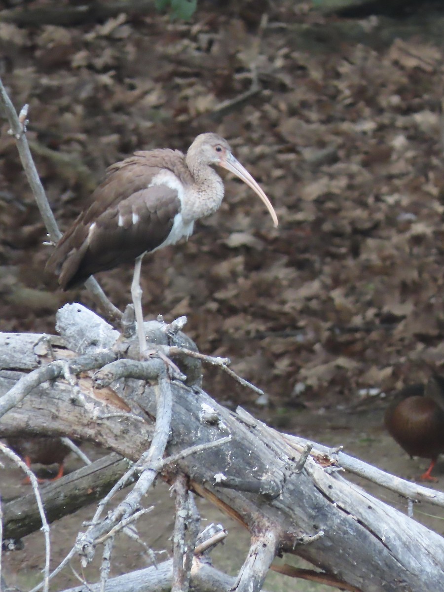 White Ibis - ML639793601