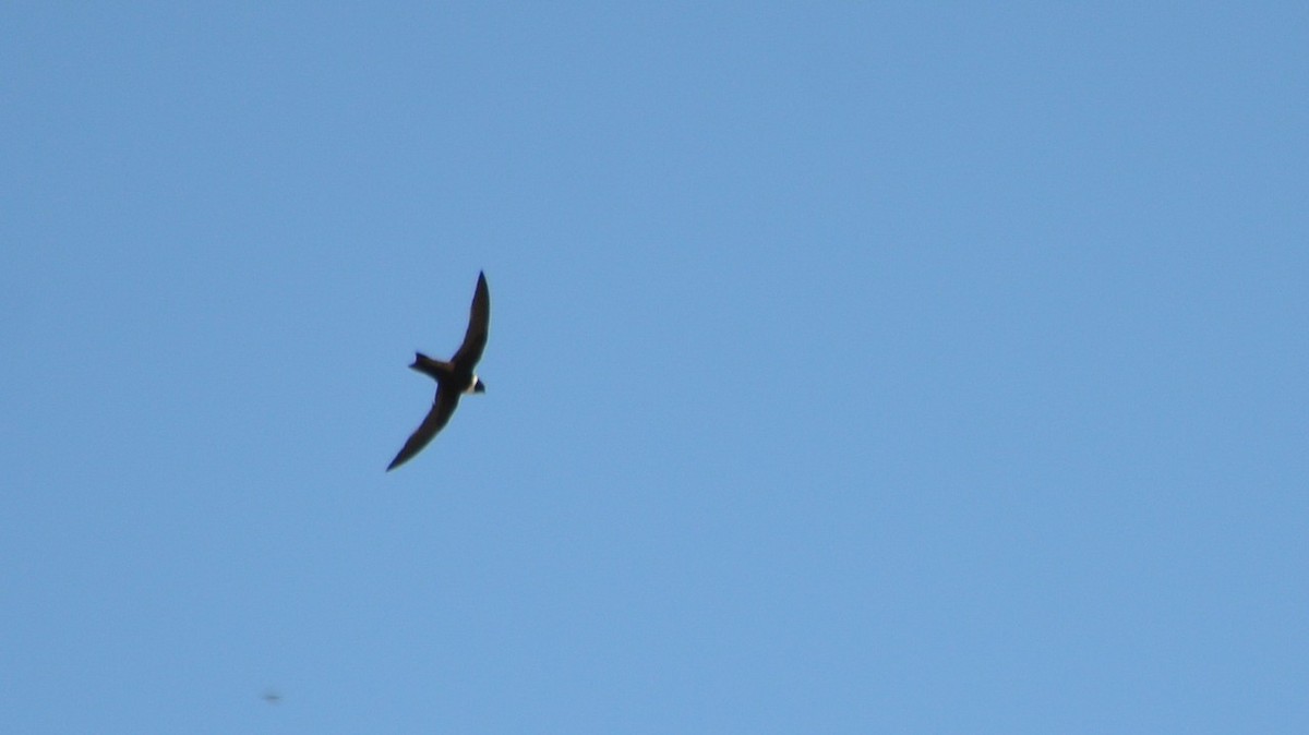 White-collared Swift - ML639793649