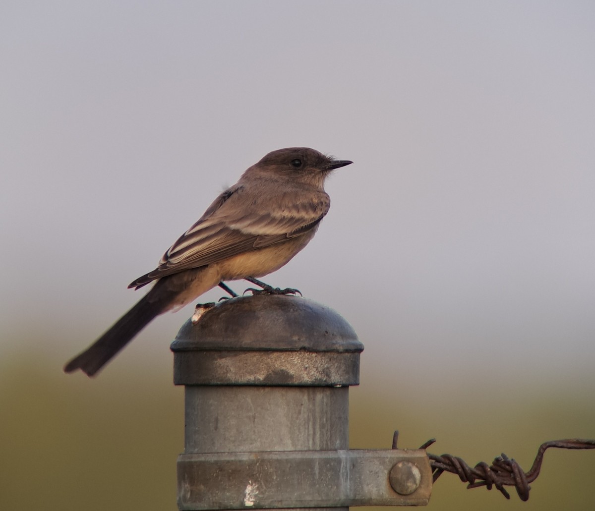 Say's Phoebe - ML639793664
