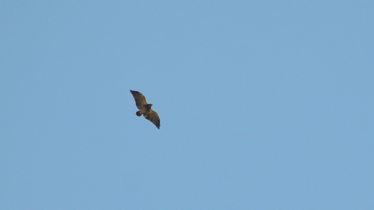 Black-chested Buzzard-Eagle - ML639793665