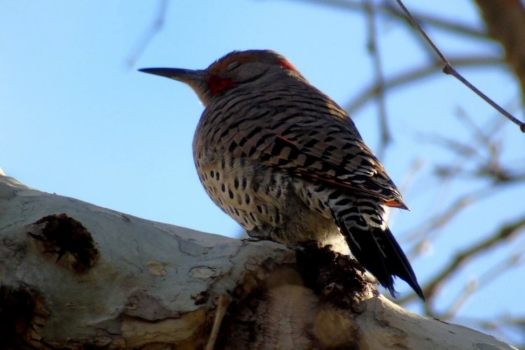 Northern Flicker (Yellow-shafted x Red-shafted) - ML63979371