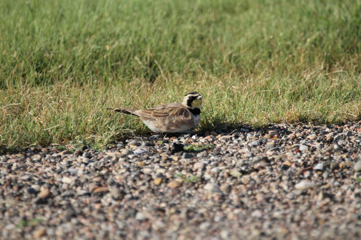 Horned Lark - ML639793781