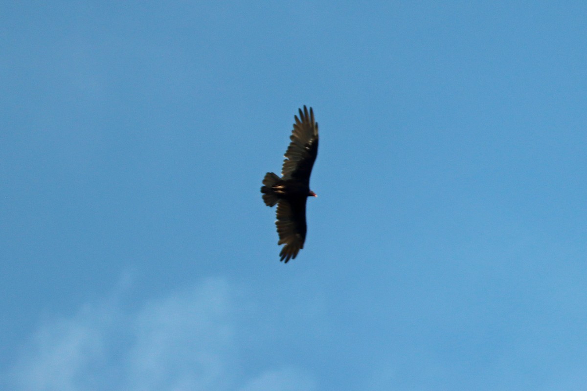 Turkey Vulture - ML639793806