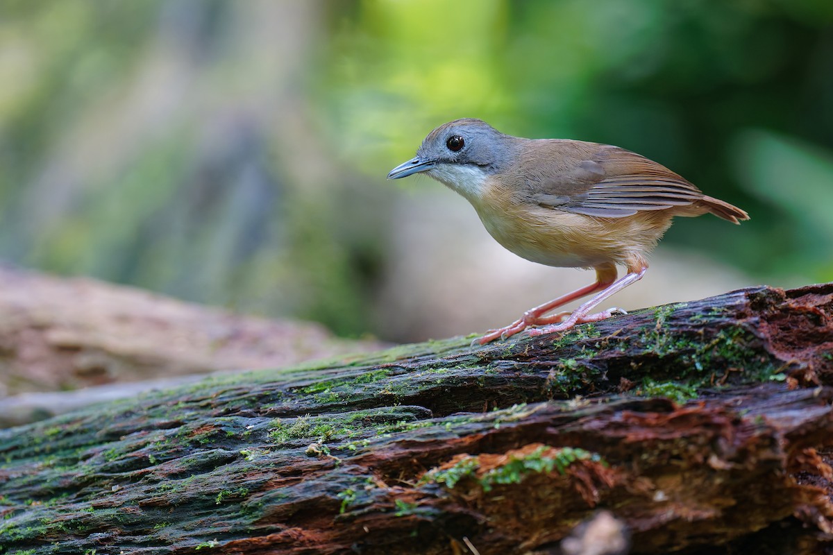 Short-tailed Babbler - ML639793883