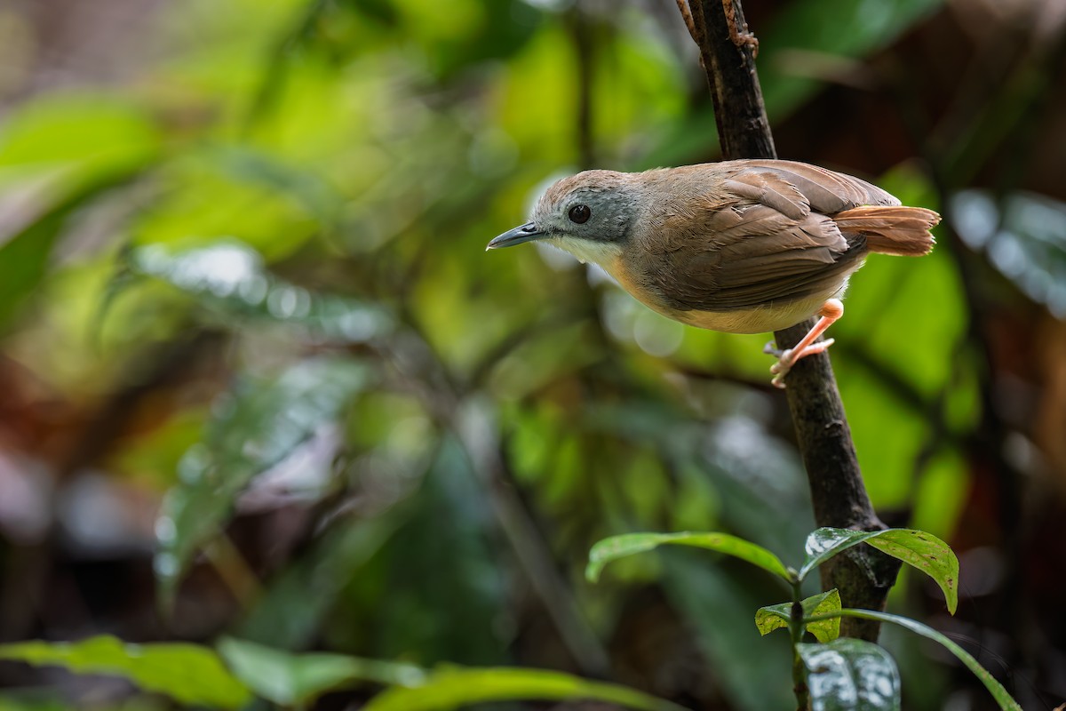Short-tailed Babbler - ML639793884