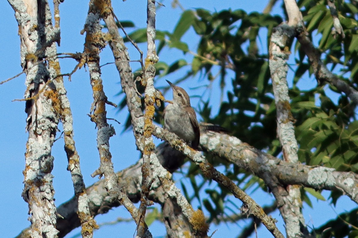 Bewick's Wren - ML639793887