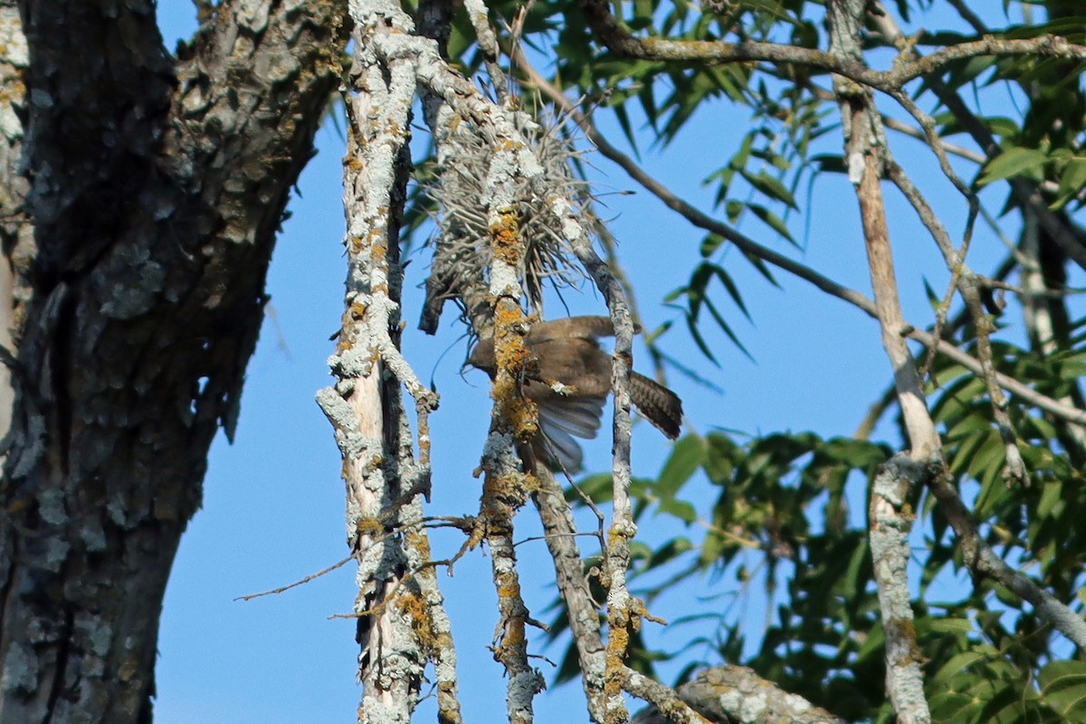 Bewick's Wren - ML639793889