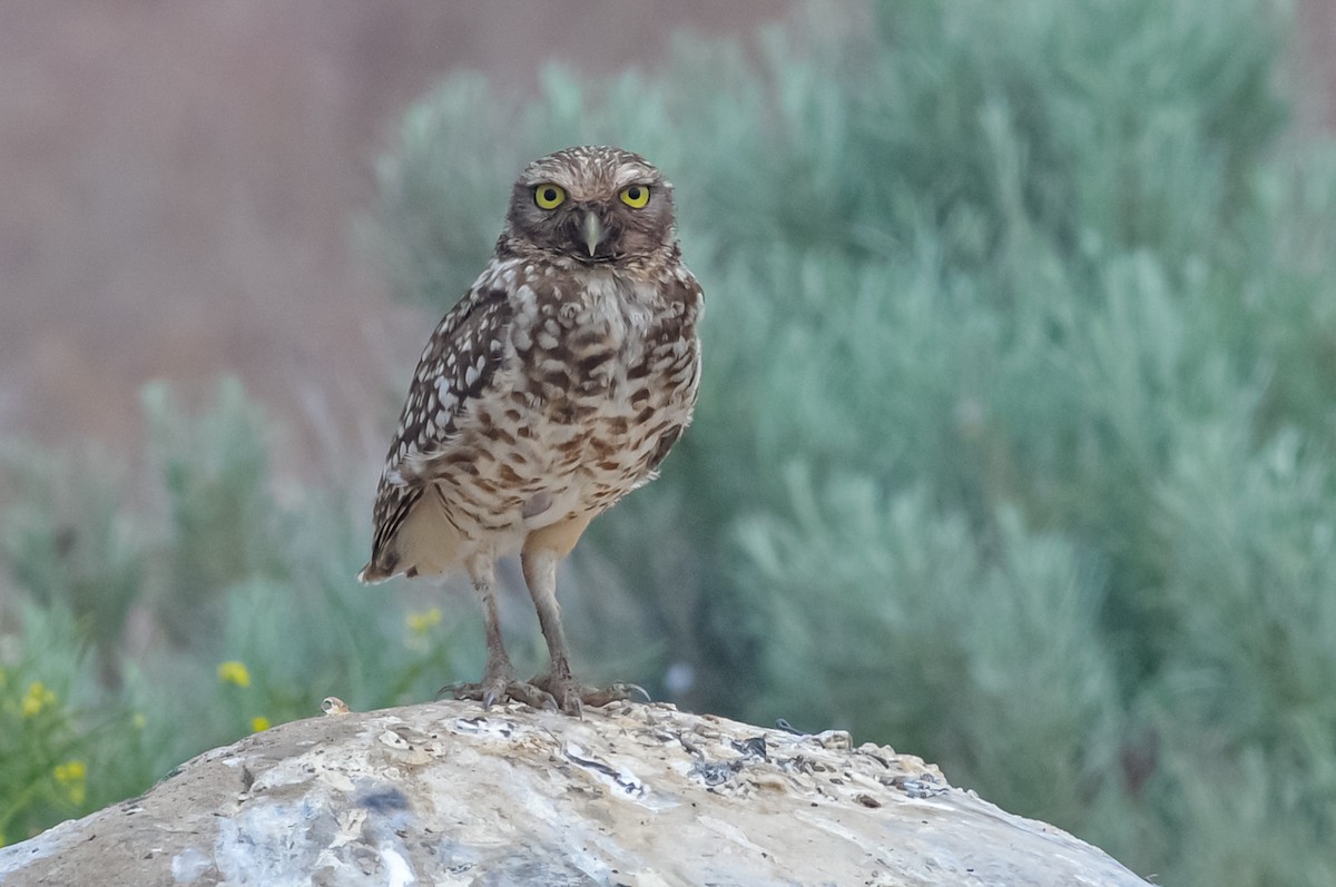 Burrowing Owl - ML639793894