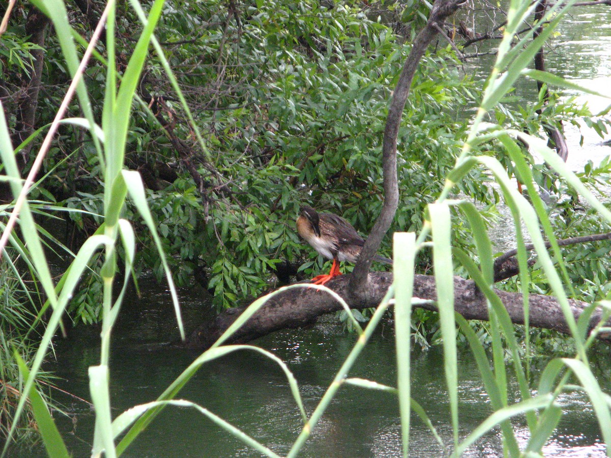 African Finfoot - ML639793902