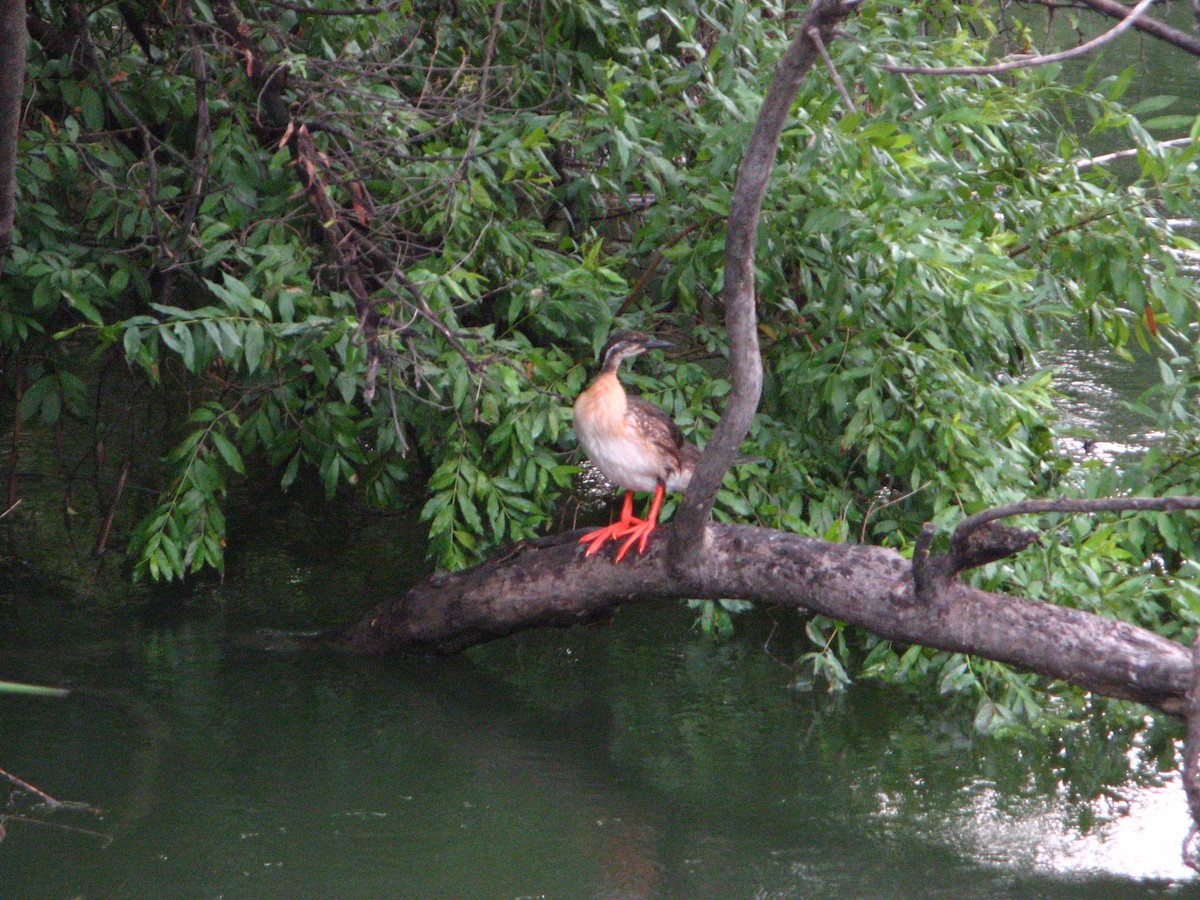 African Finfoot - ML639793903