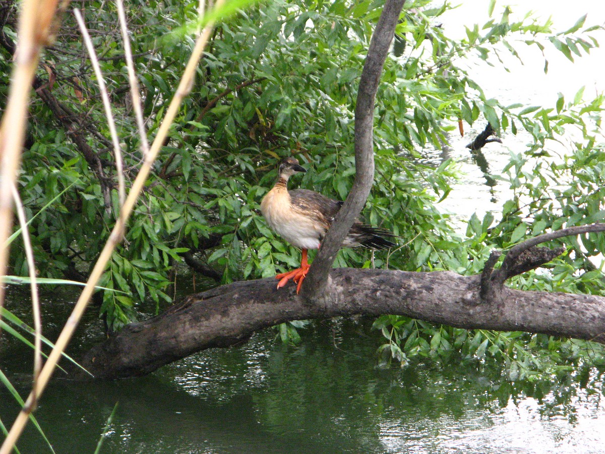 African Finfoot - ML639793904