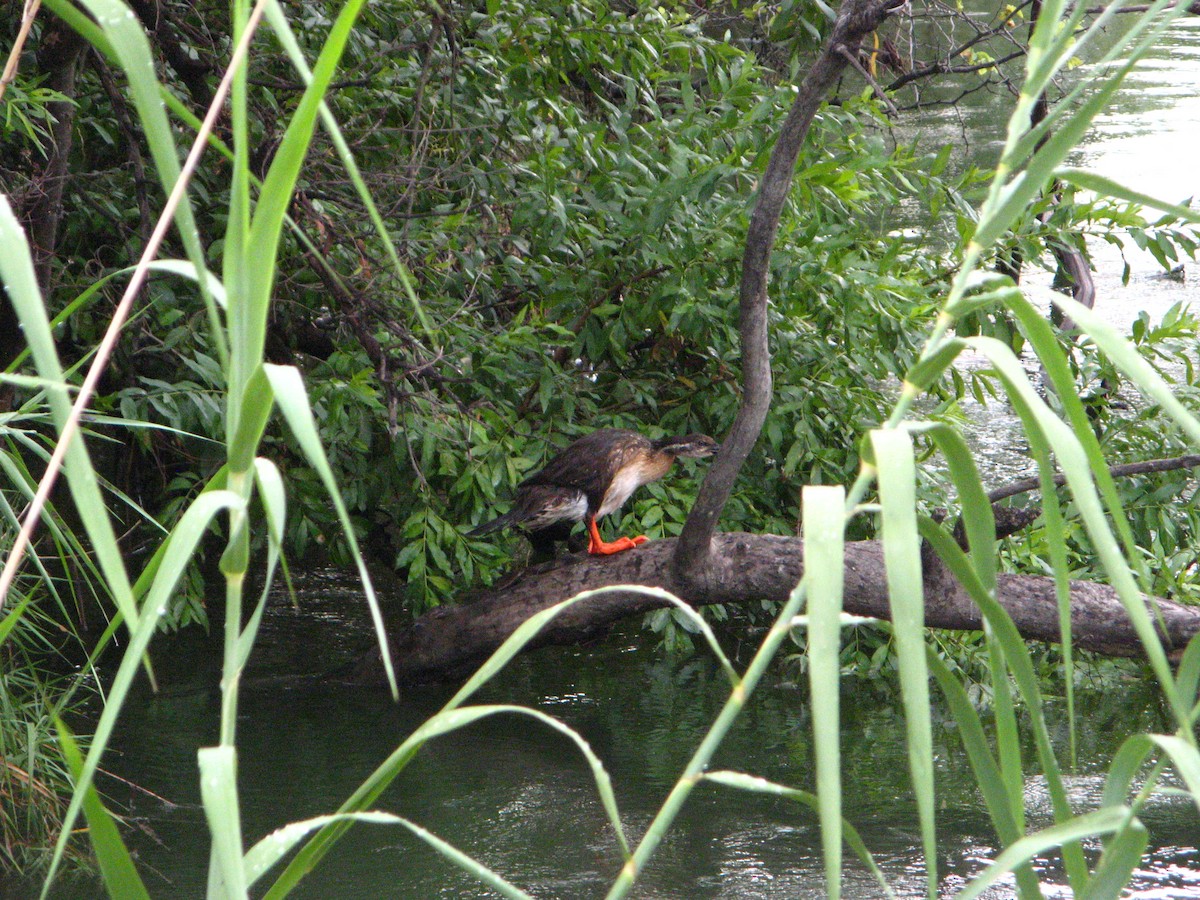 African Finfoot - ML639793905