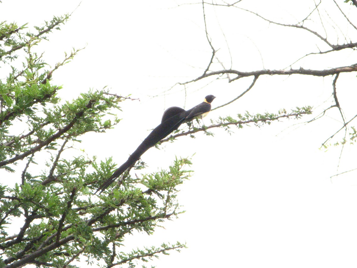 Eastern Paradise-Whydah - ML639793916