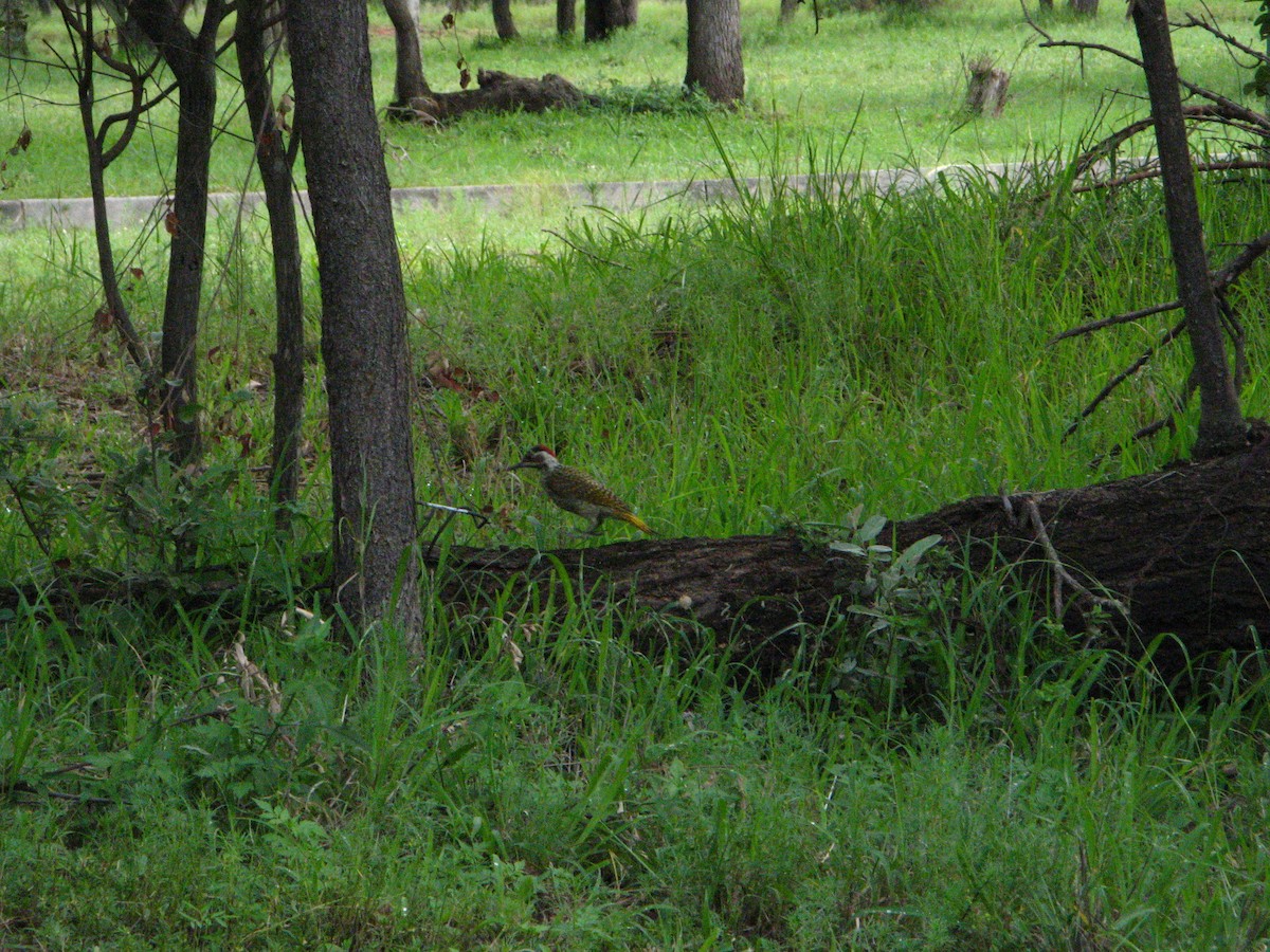 Bennett's Woodpecker - ML639793928