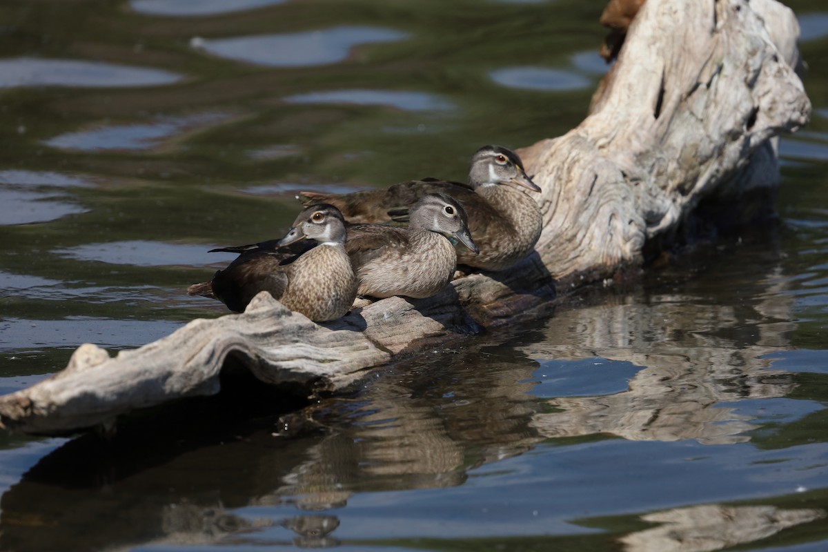 Wood Duck - ML639793989