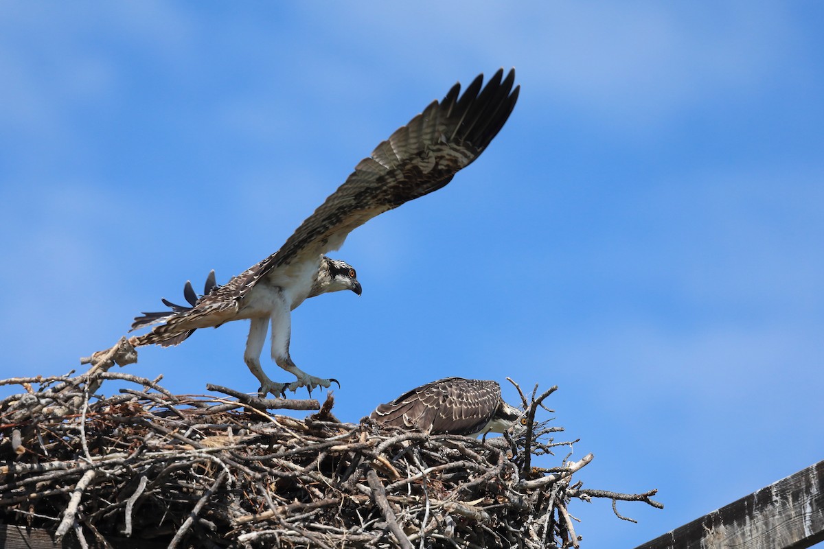 Osprey - ML639794011