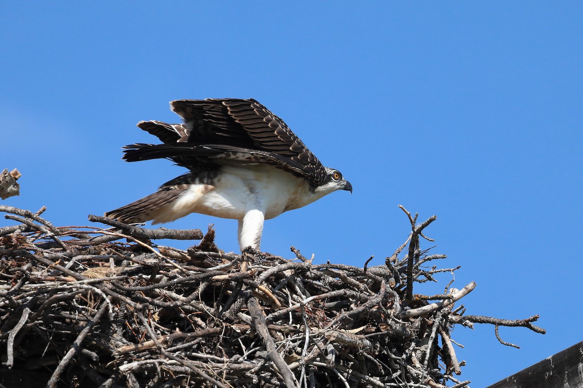 Osprey - ML639794028