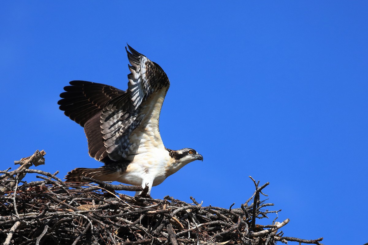 Osprey - ML639794040