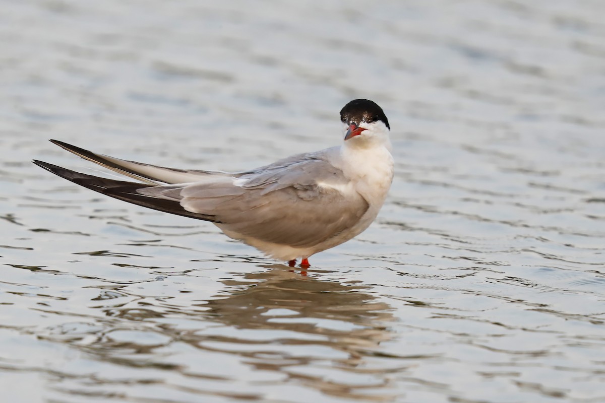 Common Tern - ML639794129