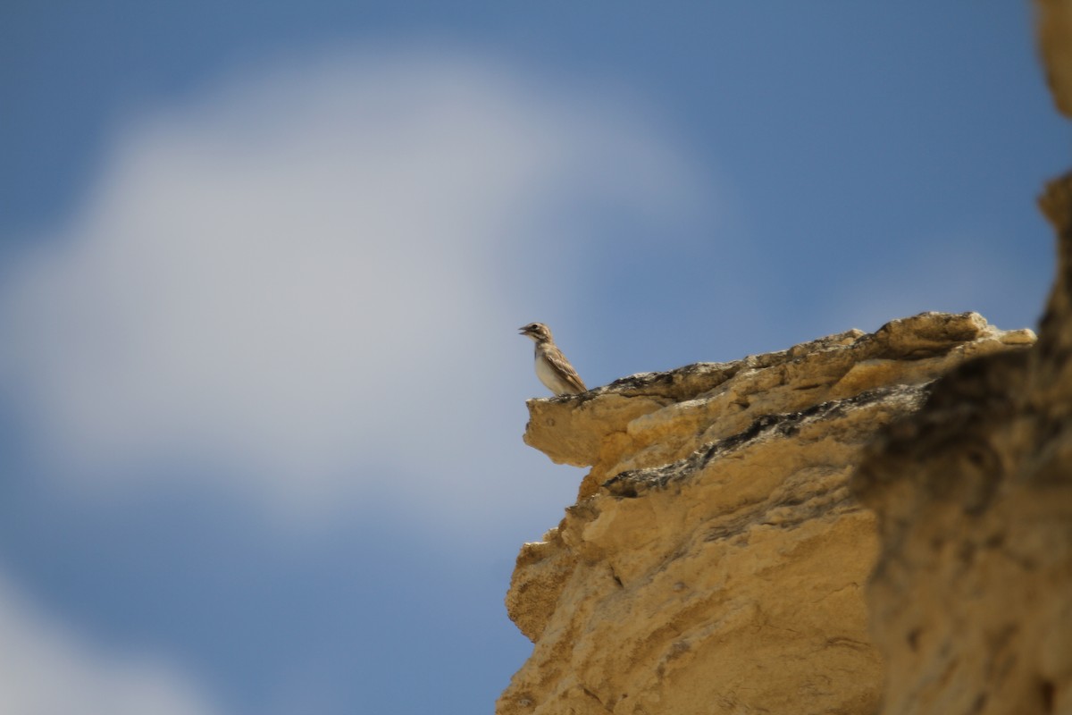 Lark Sparrow - ML639794167