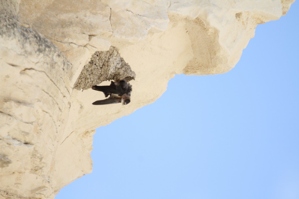 Cliff Swallow - ML639794171