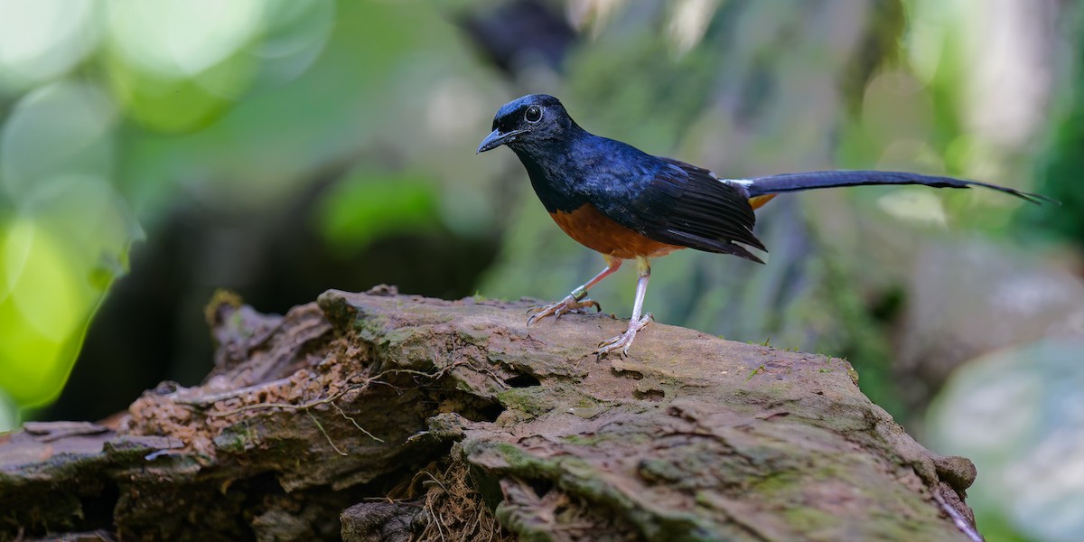 White-rumped Shama (White-rumped) - ML639794252