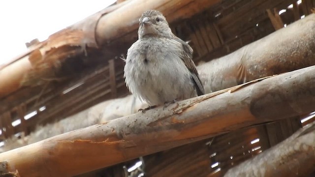 Ash-breasted Sierra Finch - ML639794254