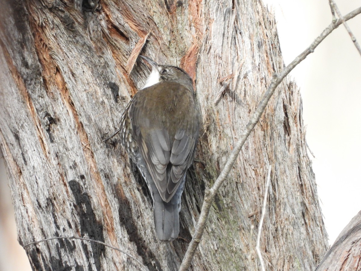 White-throated Treecreeper - ML639794302
