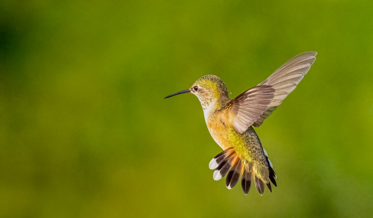 Rufous Hummingbird - ML639794421