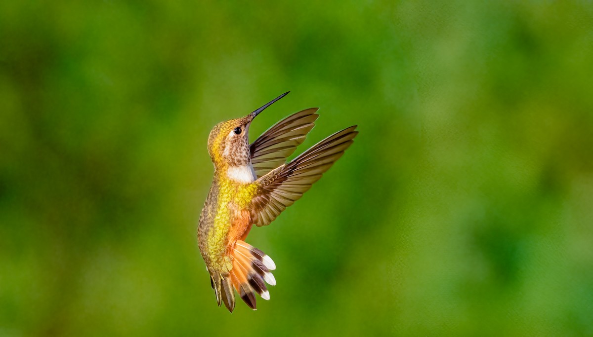 Rufous Hummingbird - ML639794422