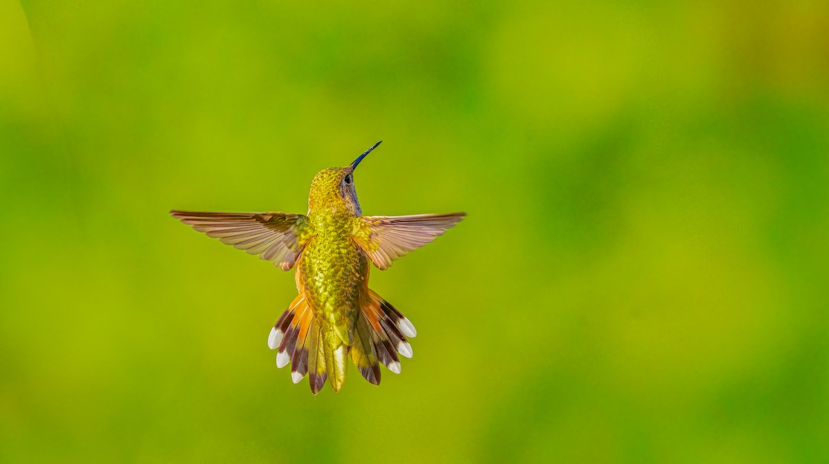 Rufous Hummingbird - ML639794423