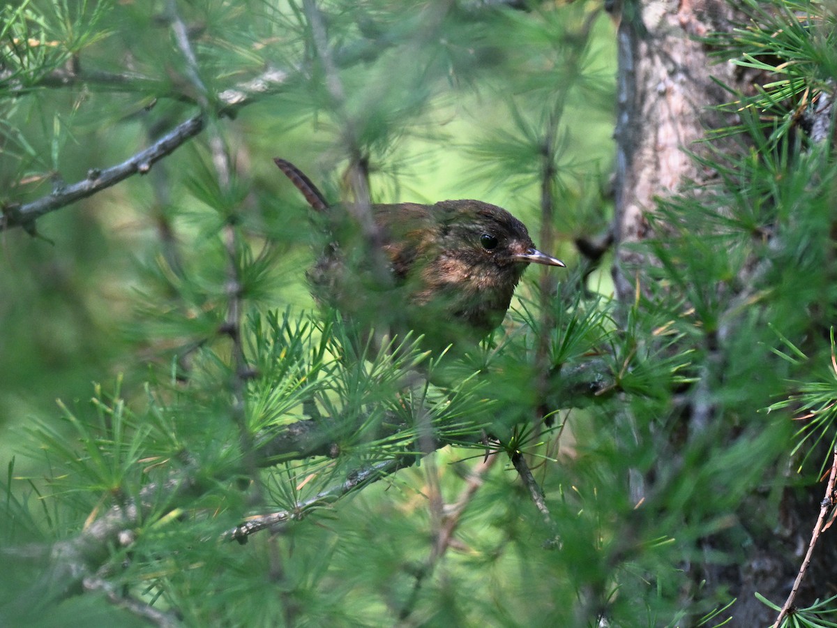Winter Wren - ML639794465
