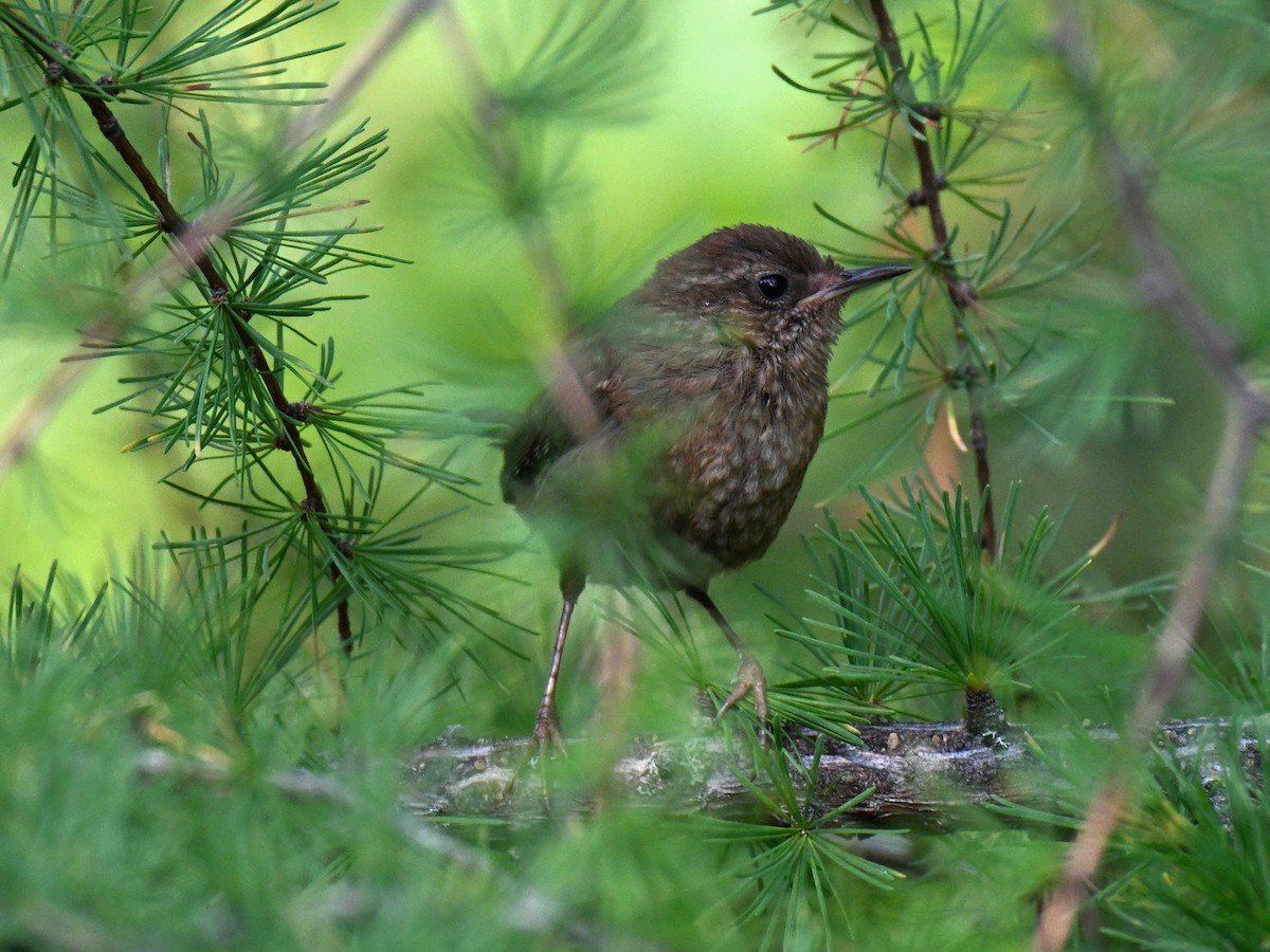 Winter Wren - ML639794466