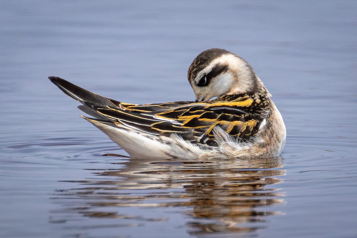 Red-necked Phalarope - ML639794476