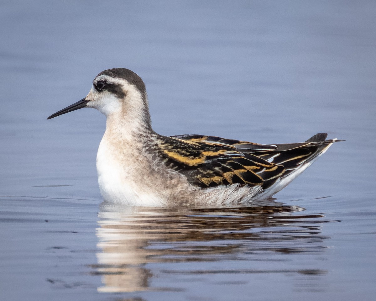 Red-necked Phalarope - ML639794477