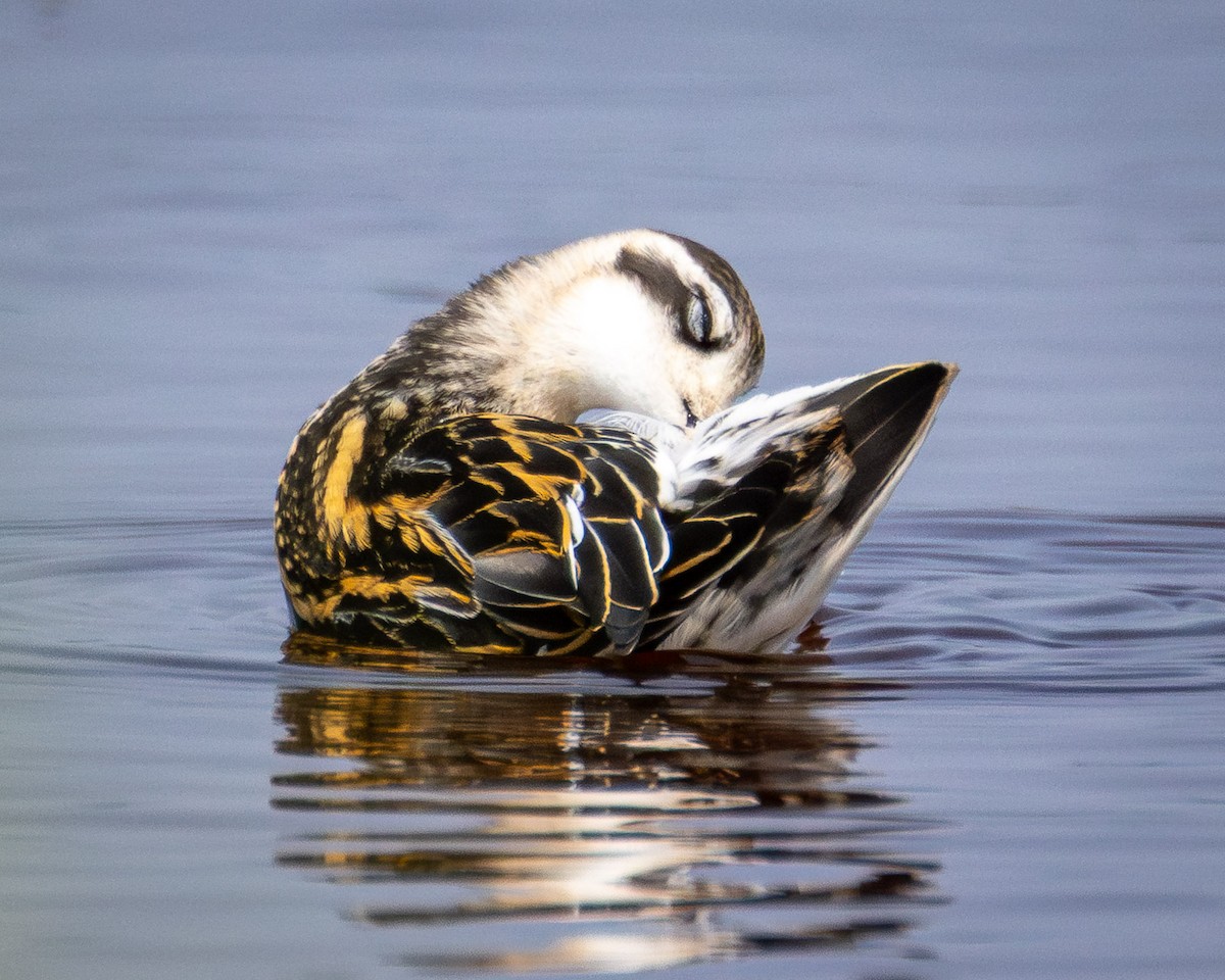 Red-necked Phalarope - ML639794478