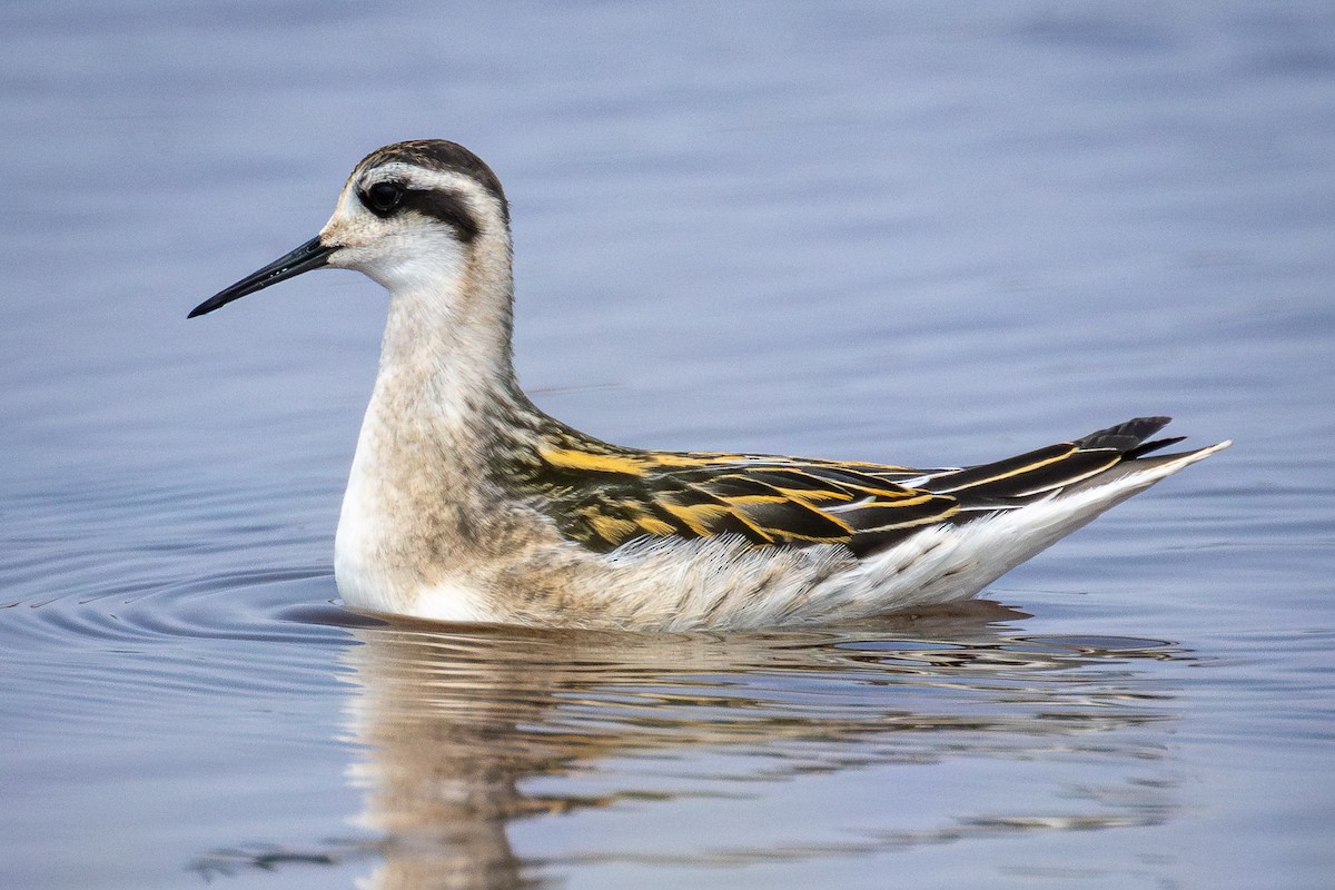 Red-necked Phalarope - ML639794479