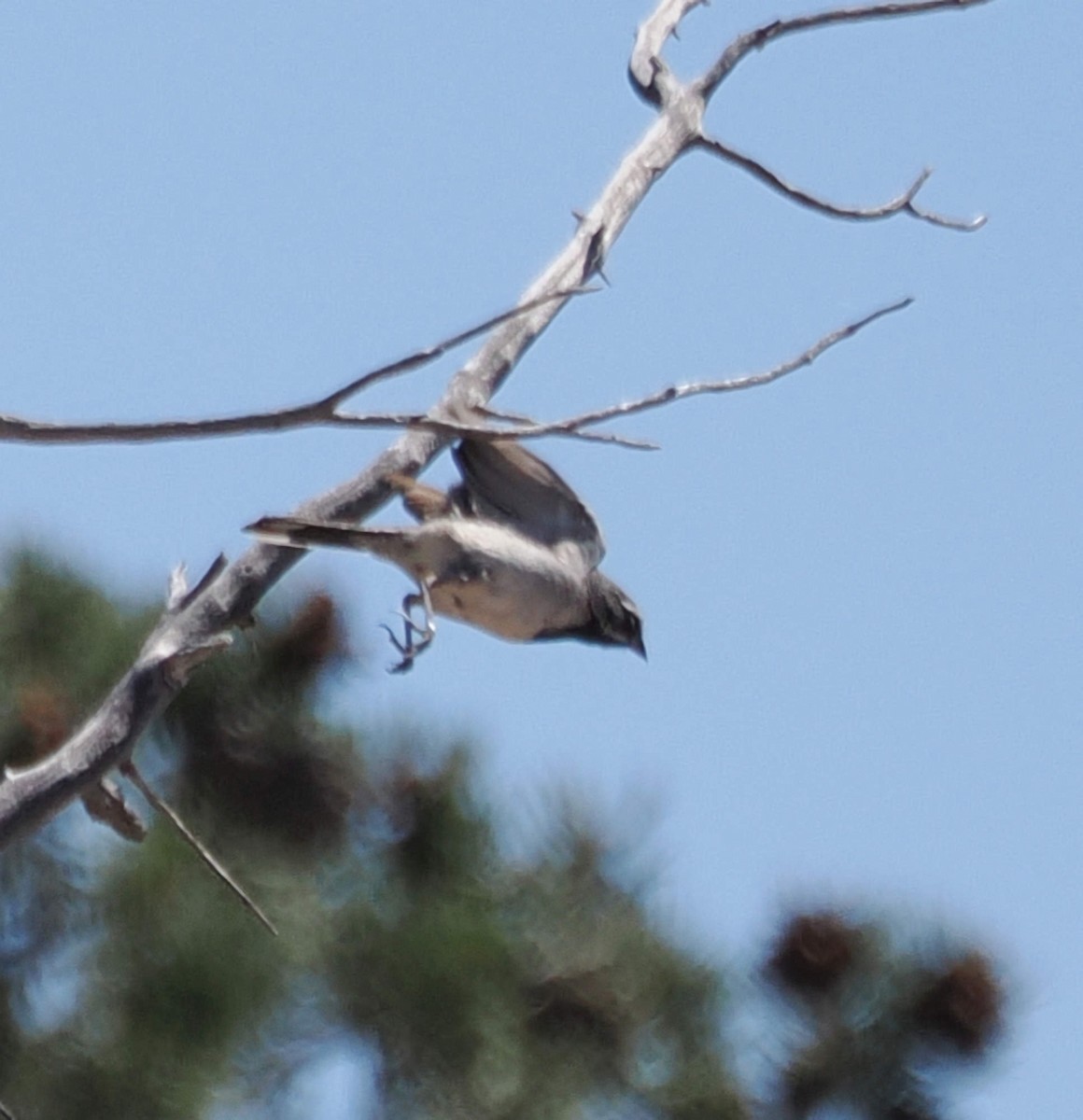 Black-throated Sparrow - ML639794498