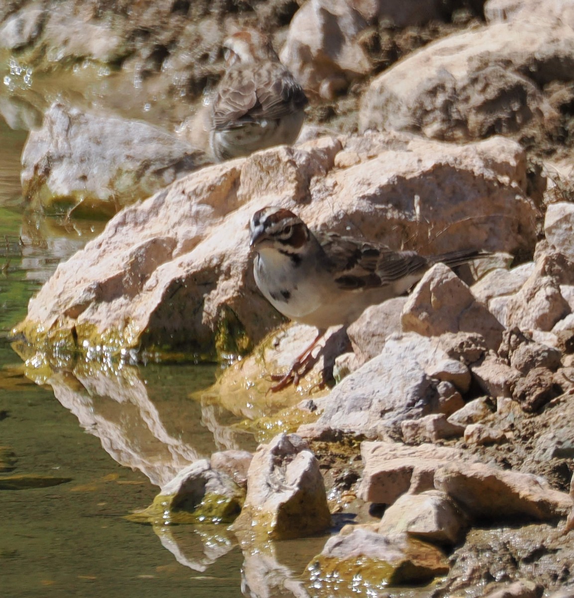 strnádka travní - ML639794501