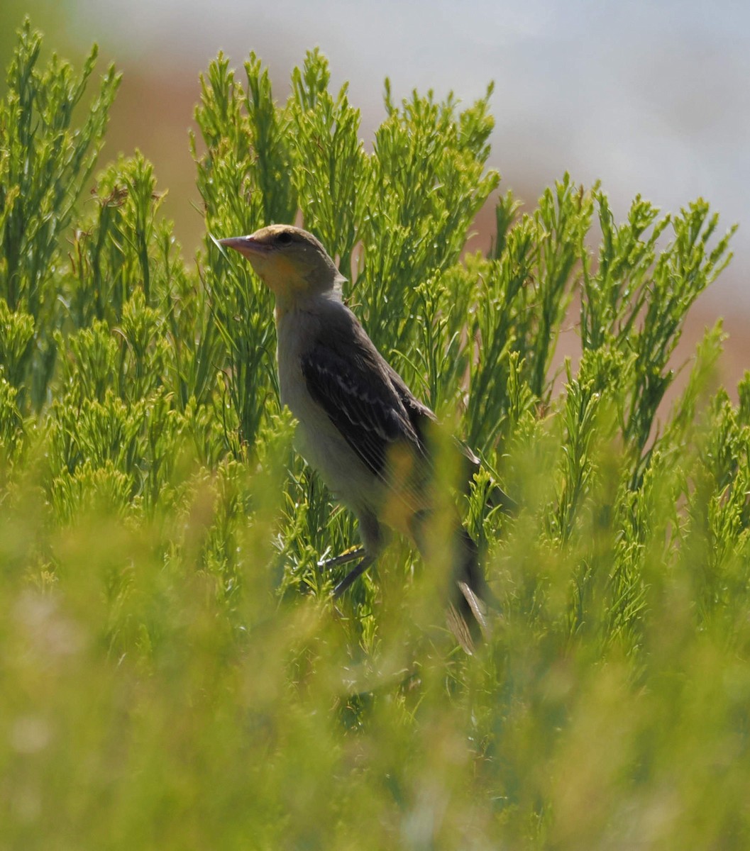 Bullock's Oriole - ML639794506