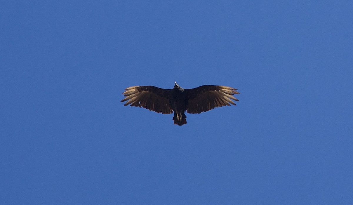 Black Vulture - ML639794507