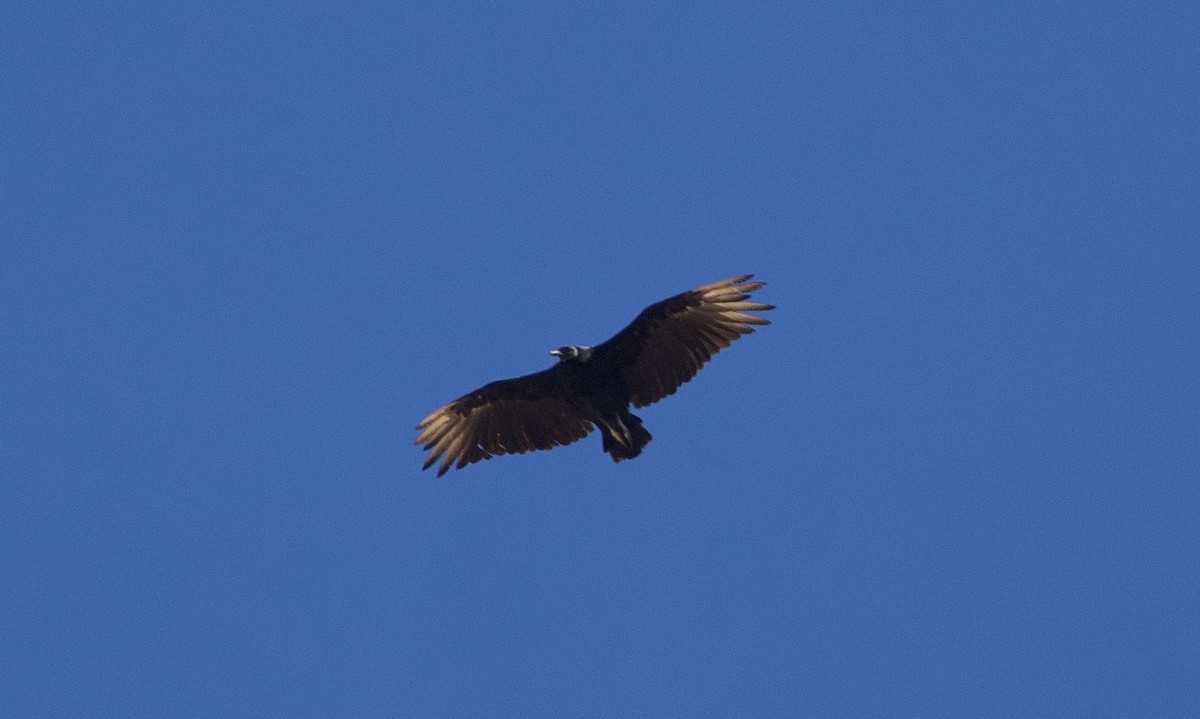 Black Vulture - ML639794509