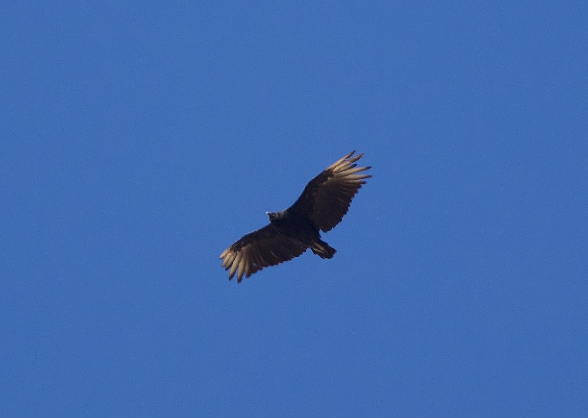 Black Vulture - ML639794510