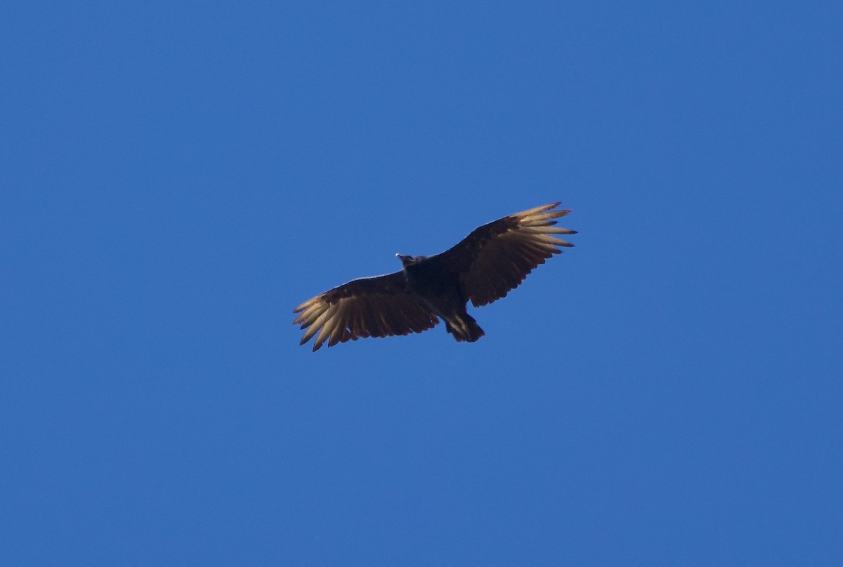 Black Vulture - ML639794511