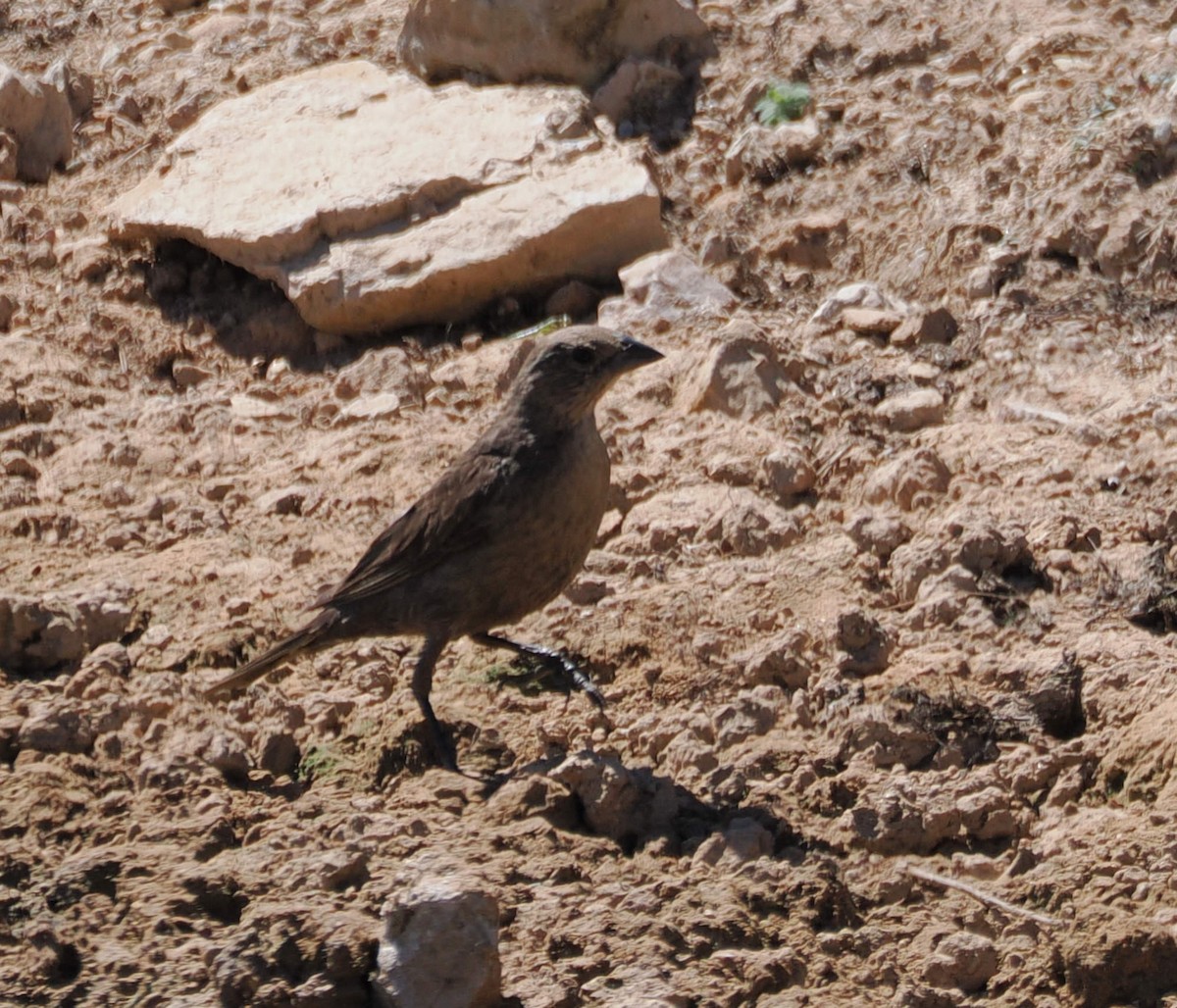 vlhovec hnědohlavý - ML639794513