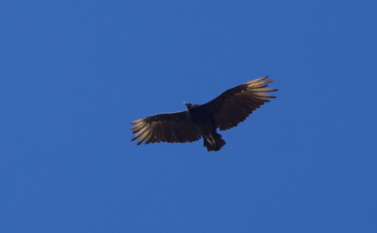 Black Vulture - ML639794515