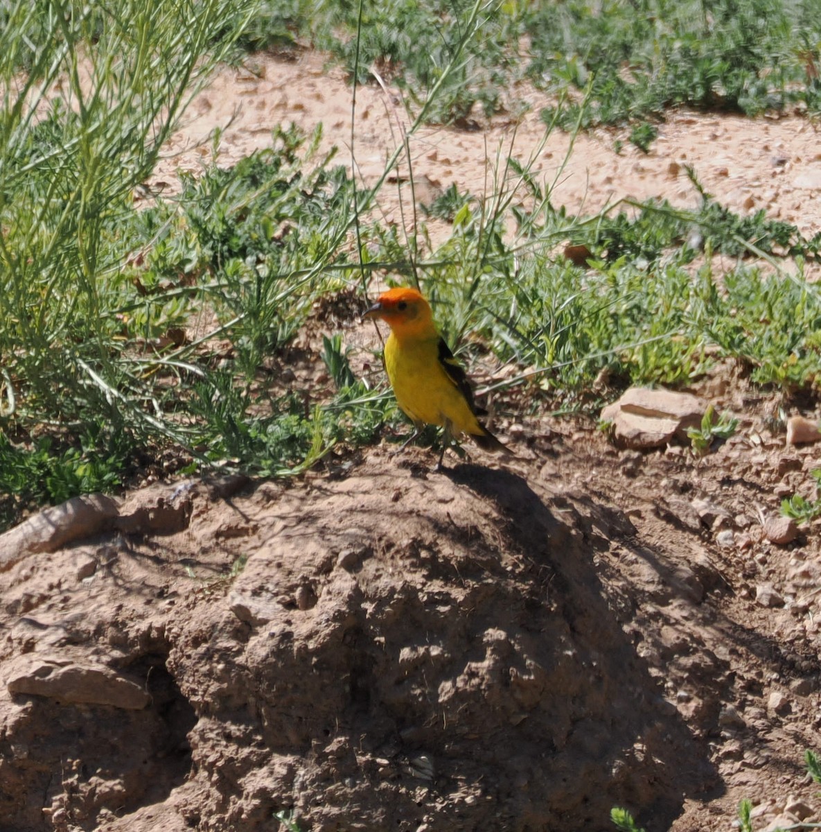 Western Tanager - ML639794523