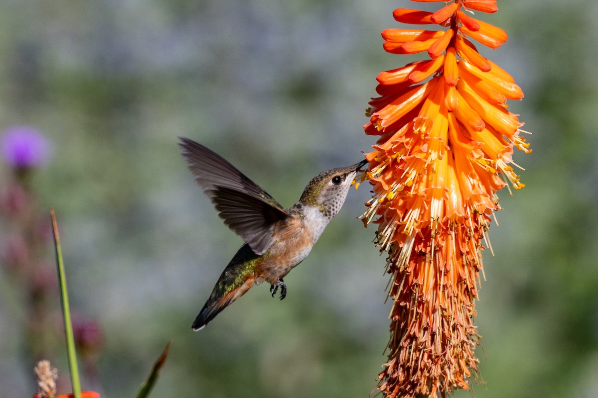 Rufous Hummingbird - ML639794540