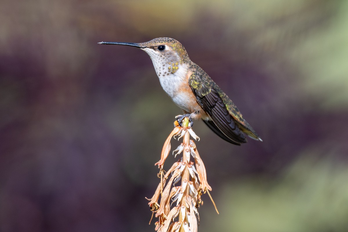 Rufous Hummingbird - ML639794541